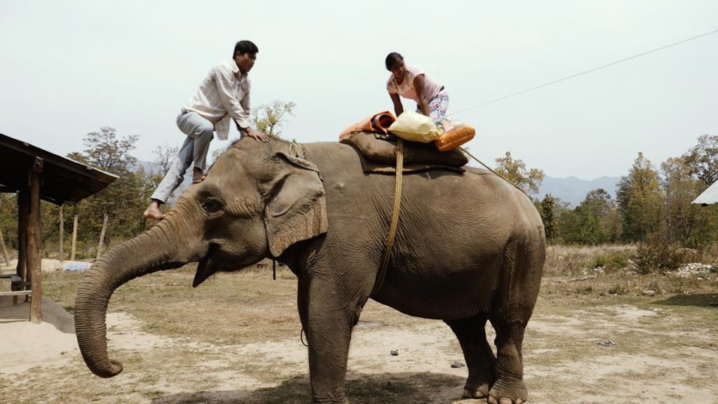 Mahout Himani Tharu putting load onto elephant