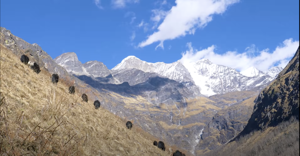 Story of Seto Chini - Picture shows the side of the hill with yaks grazing against the background of mountains and blue skies