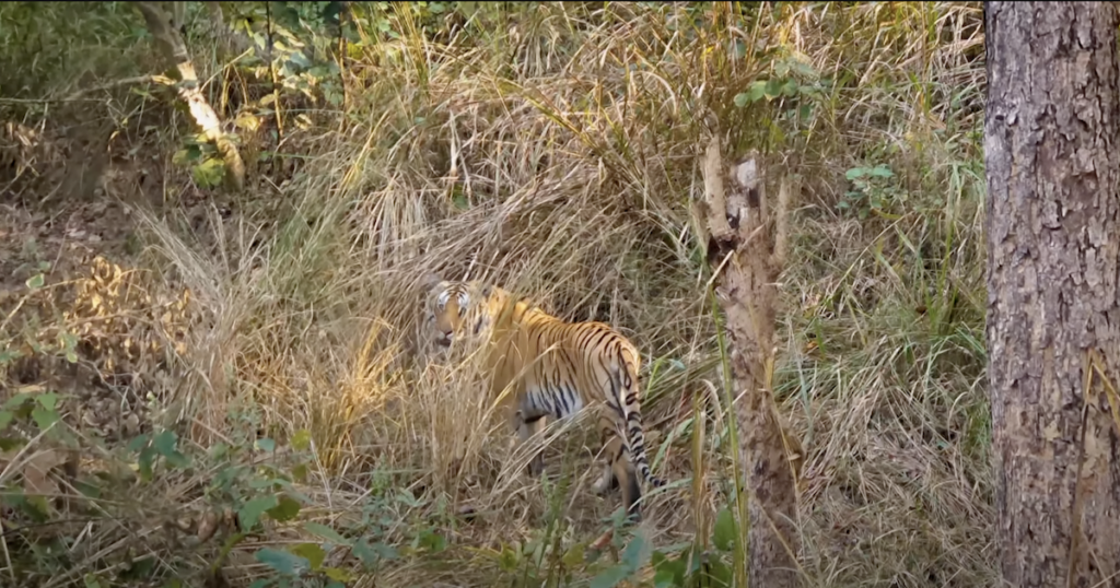 Jungle ko Katha - Picture shows a tiger in the bushes 